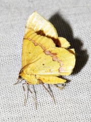 Petrodava leucicolor