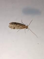 Cyrnus trimaculatus