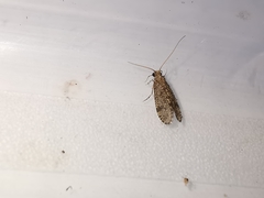 Cyrnus trimaculatus