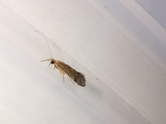 Cyrnus trimaculatus