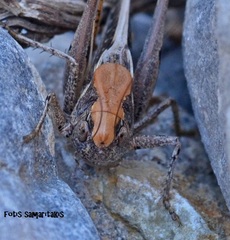 Platycleis albopunctata