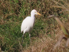 Bubulcus ibis