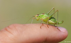 Poecilimon cretensis
