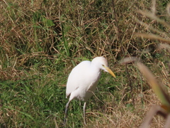 Bubulcus ibis
