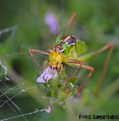 Poecilimon cretensis