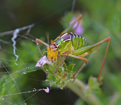Poecilimon cretensis