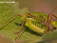 Poecilimon cretensis