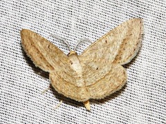 Isturgia catalaunaria