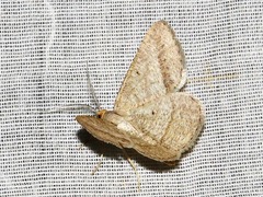 Isturgia catalaunaria