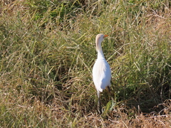 Bubulcus ibis