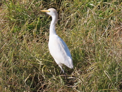 Bubulcus ibis