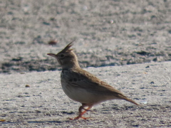 Galerida cristata