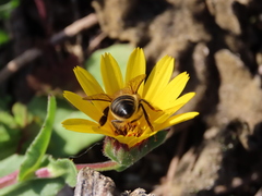 Apis mellifera
