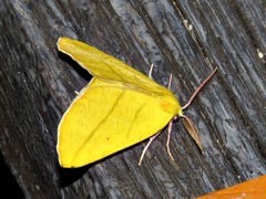 Drepanogynis biviaria