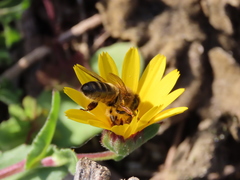 Apis mellifera
