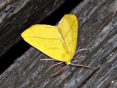 Drepanogynis biviaria