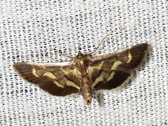 Syngamia