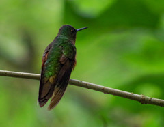 Boissonneaua flavescens