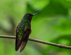 Boissonneaua flavescens