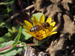 Apis mellifera