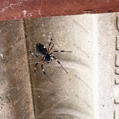 Nephilingis cruentata