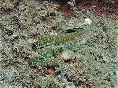 Omobranchus germaini