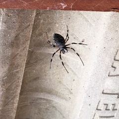 Nephilingis cruentata