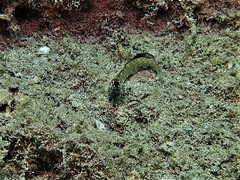 Omobranchus germaini