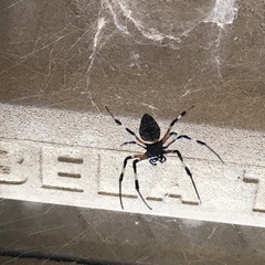 Nephilingis cruentata