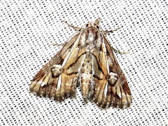 Phytometra opsiphora