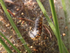 Thaumetopoea pityocampa