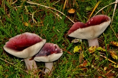 Russula queletii