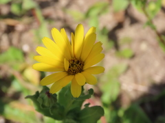 Calendula arvensis