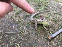 Lacerta agilis