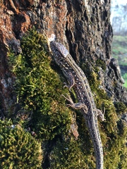 Lacerta agilis