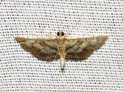 Syngamia