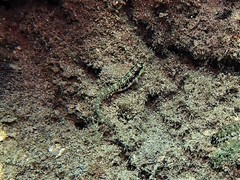 Omobranchus germaini