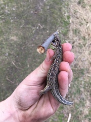 Lacerta agilis