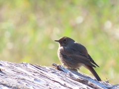 Phoenicurus ochruros