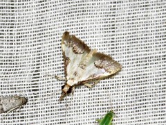 Autocharis jacobsalis