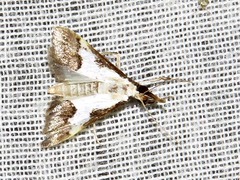 Autocharis jacobsalis