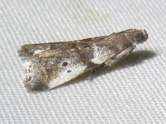 Acrobasis vaccinii