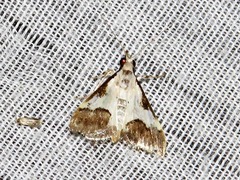 Autocharis jacobsalis