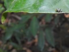 Monolepta cavipennis