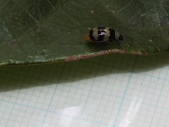 Monolepta cavipennis