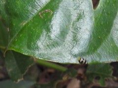 Monolepta cavipennis