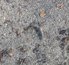 Heliastus sumichrasti