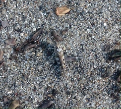 Heliastus sumichrasti