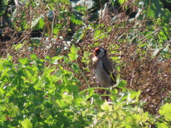 Carduelis carduelis