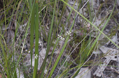 Platysace heterophylla heterophylla